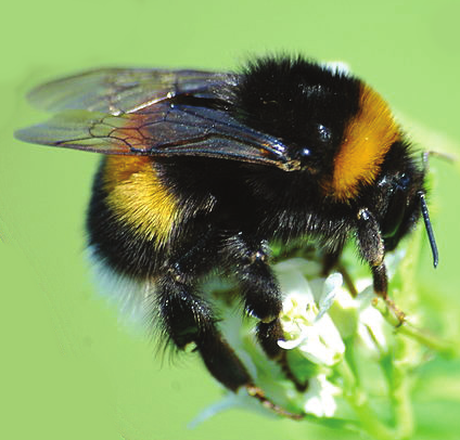 Have you heard of “buzz pollination?”