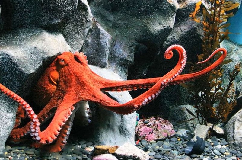 Octopus skin